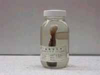 藏品(日本禿頭鯊)的圖片